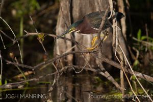 Josh Manring Photographer Decor Wall Art -  Florida Birds Everglades -2.jpg